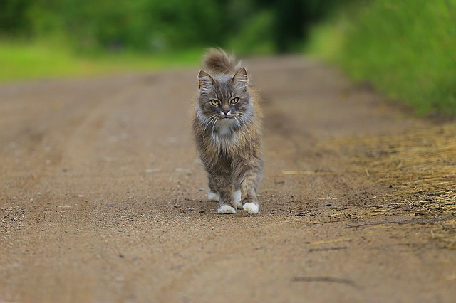 猫は散歩好き ネコちゃんを外に出すときの注意点 ペットタイムズ