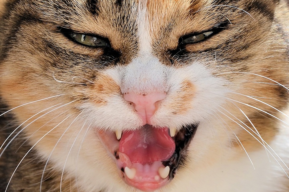 ネコちゃんの口から大量のよだれが出るのは病気のサイン！？