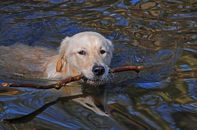 「犬かき」って言うくらいだから、全ての犬種が泳げるの！？