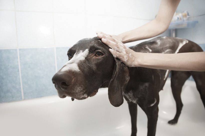 やさしく洗うことが大切！子犬にシャンプーをする時の注意点 ペットタイムズ