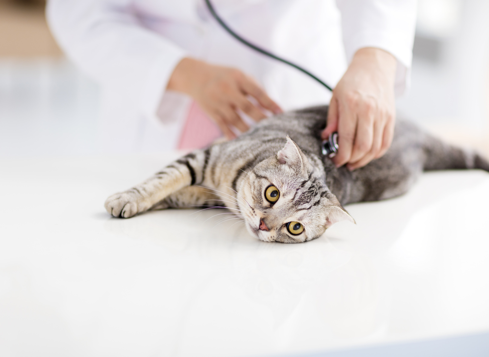 飼い猫の心拍数測定による健康管理