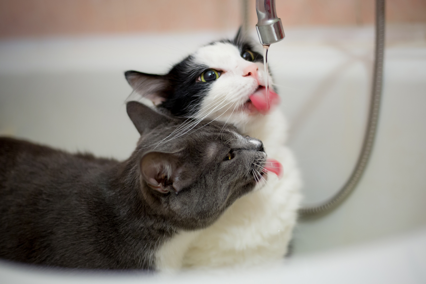 うちの子はお水を全然飲まない…猫にお水を飲ませる方法