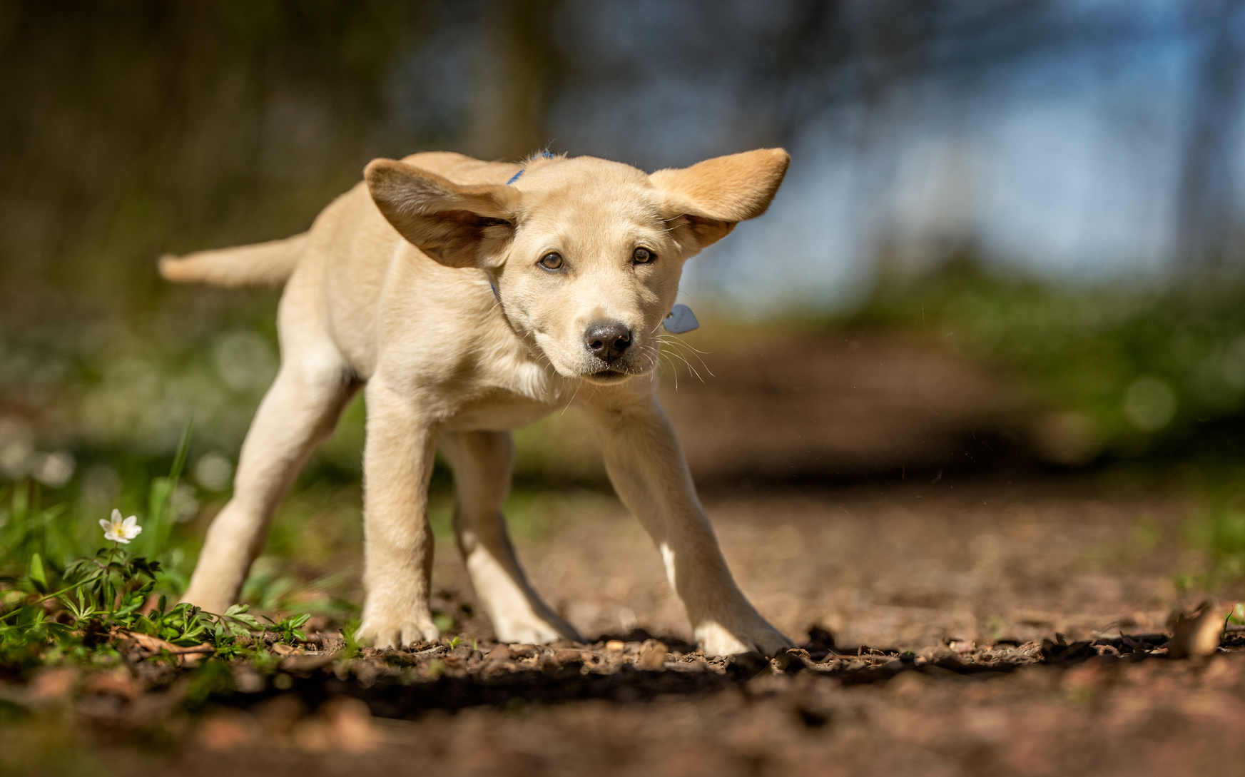 誰とでも仲良くなれる ラブラドールレトリバー の犬種の歴史について ペットタイムズ