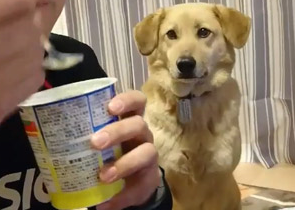【犬のおもしろ動画】ヨーグルトを食べたい気持ちが隠し切れない！ワンちゃんと飼い主のアイコンタクト