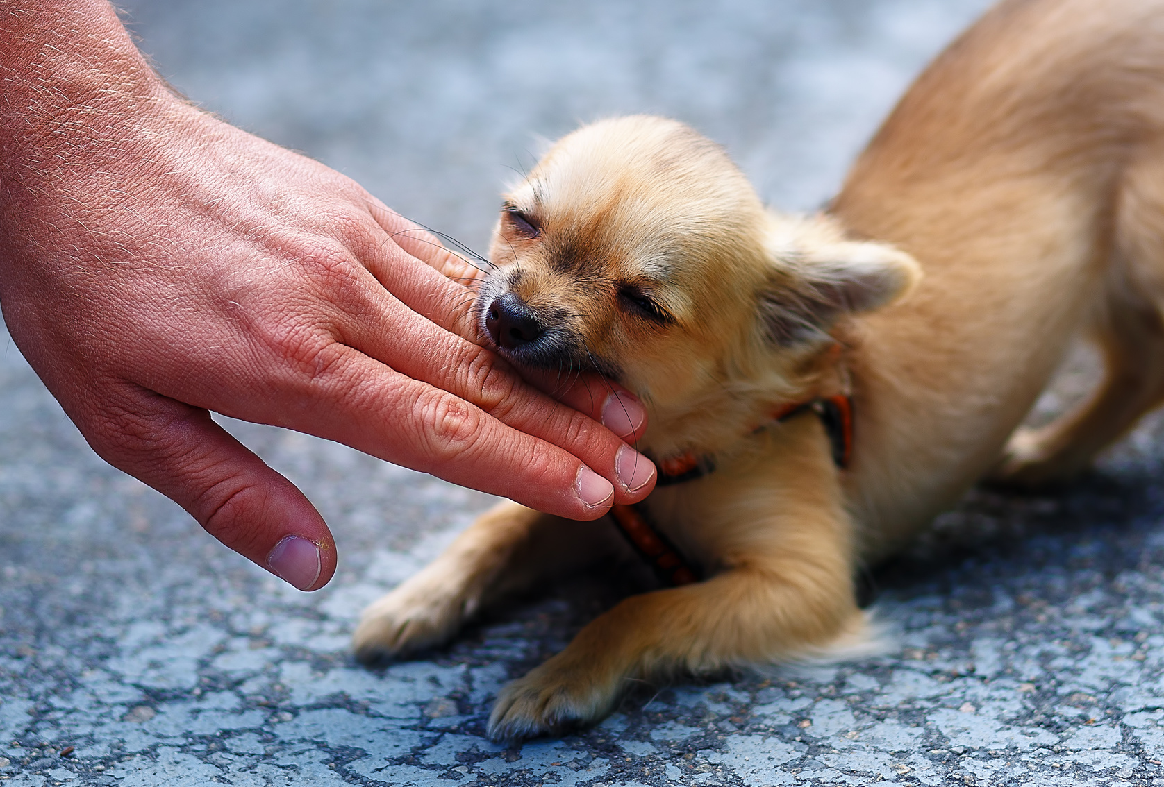 噛み癖をどうにかしたい！愛犬の噛み癖を直すしつけ方法