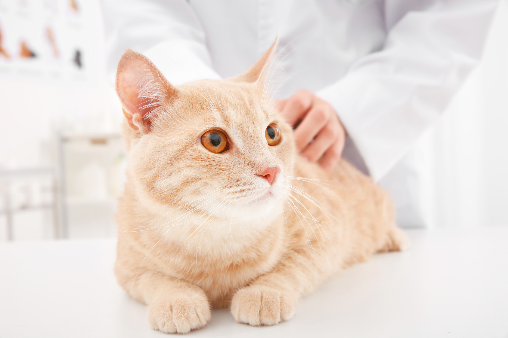 猫が受けるべき「健康診断」とは？なぜ健康診断を受ける必要があるの？