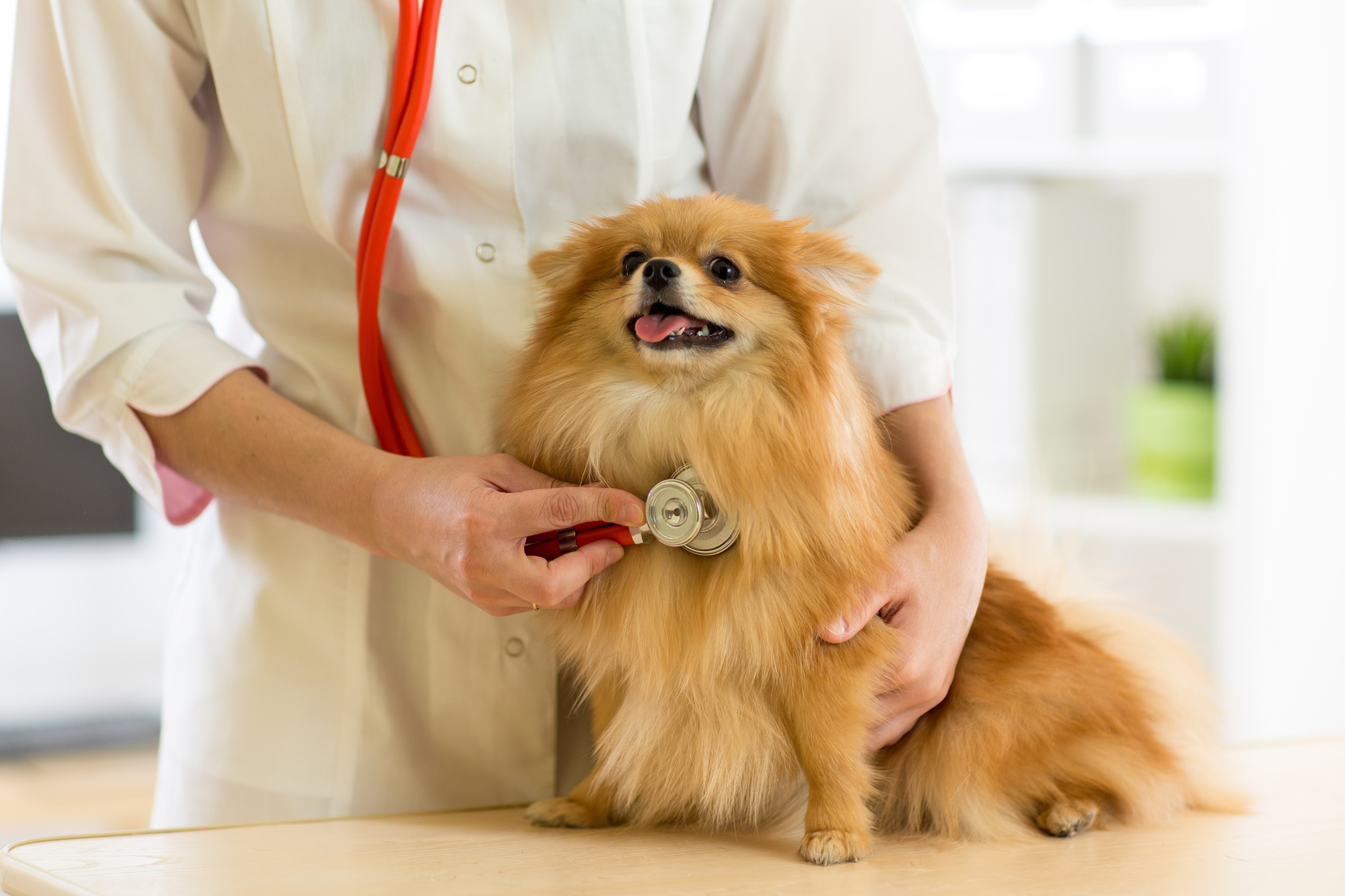 犬の健康診断は何歳から行くべき？健康診断の検査内容と時期について