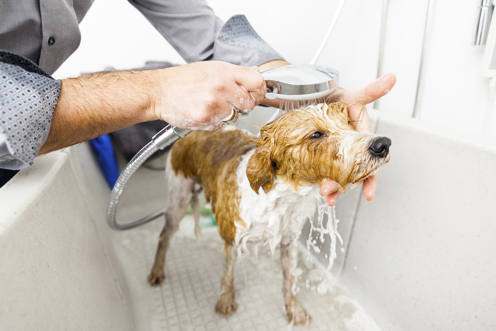 夏場のシャワーは何度ぐらいが最適？犬のシャンプーを気持ちよくするには？