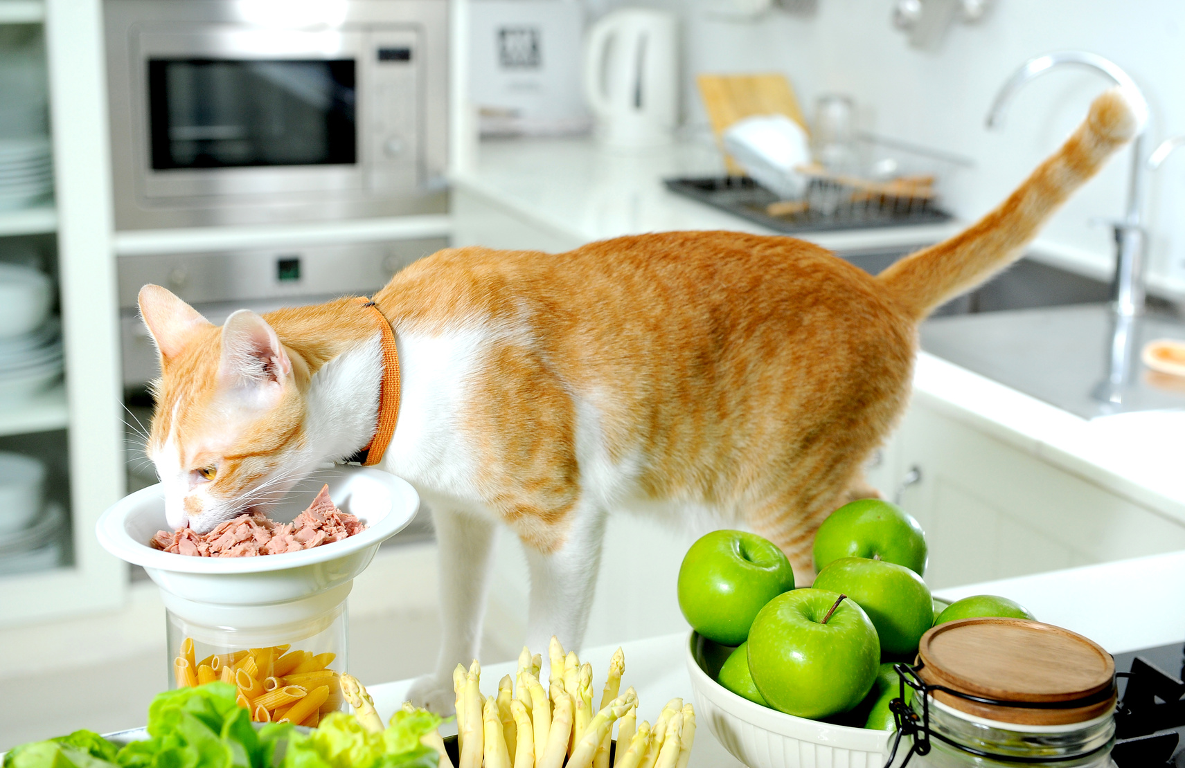 猫に負担がかからないご飯が食べやすい食器の高さとは？