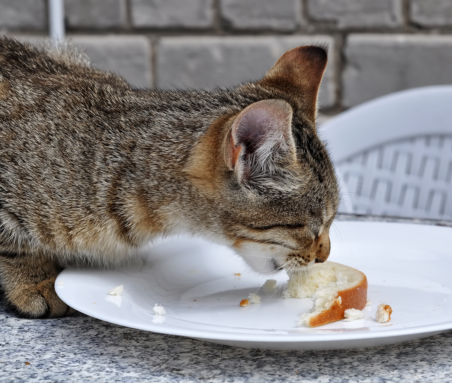 猫がパンに興味を示している…食べさせたいけれど猫は穀物を消化できるの？