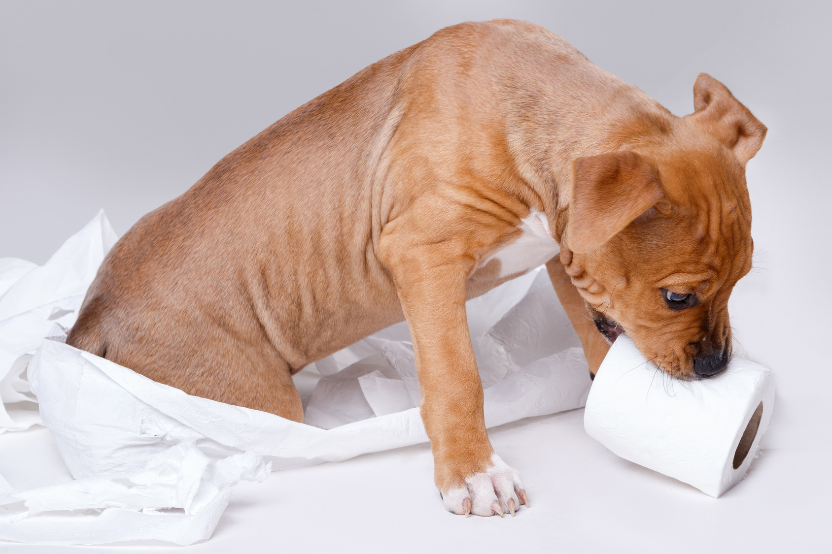 犬が自分のフンを食べる…食糞の理由とやめさせる方法