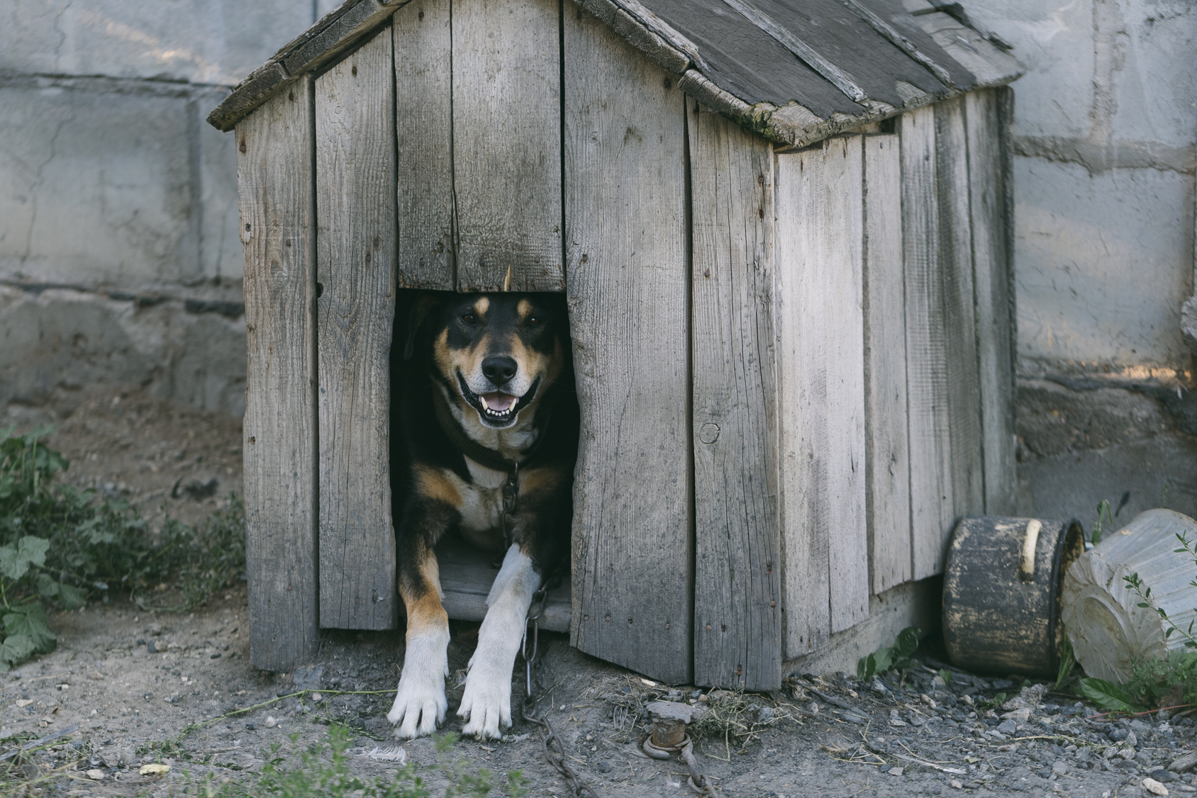 犬も幸せ ご近所さんにも迷惑ゼロへ 外飼いの犬のしつけのポイント ペットタイムズ