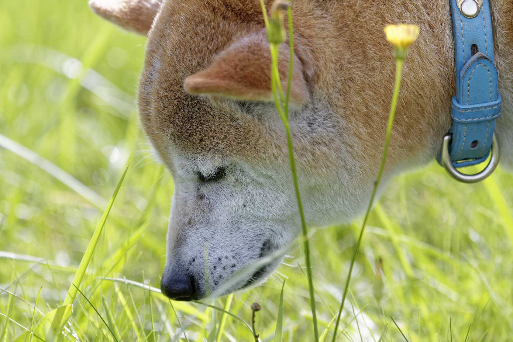 散歩中に草を食べる…犬が草を食べることの意味とその影響