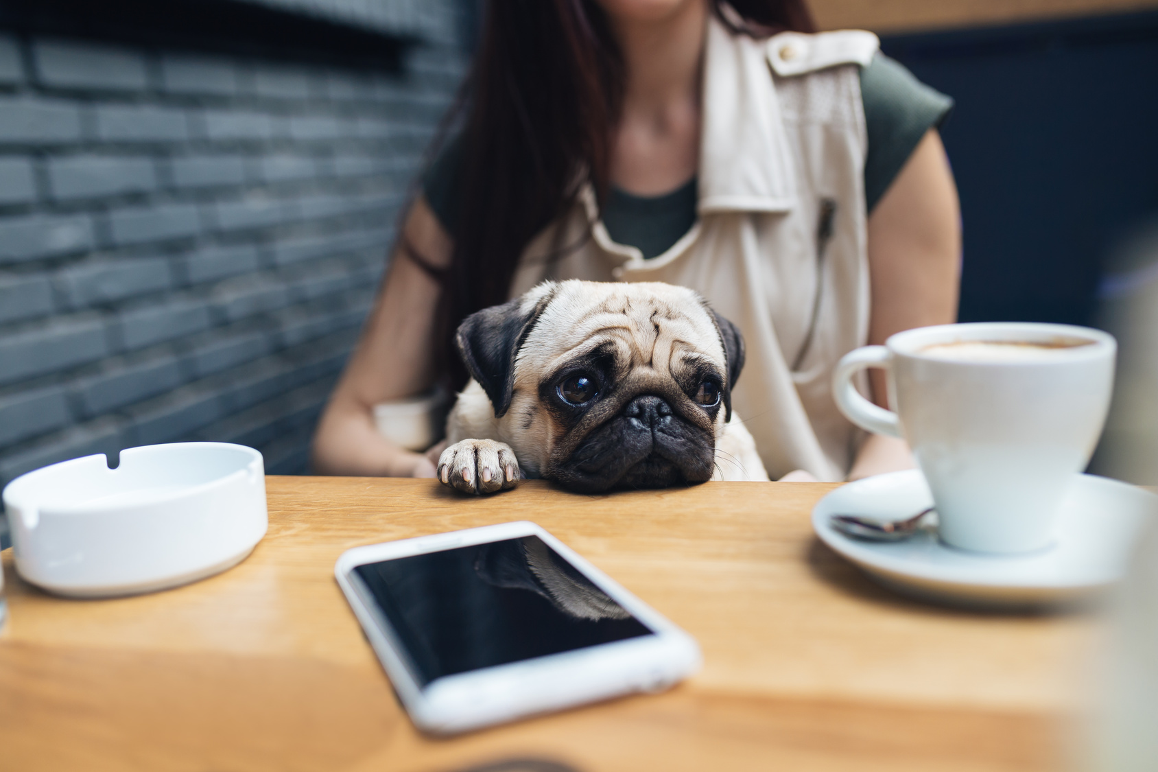 愛犬と店内で食事をしたい 大阪のおすすめドッグカフェ ペットタイムズ