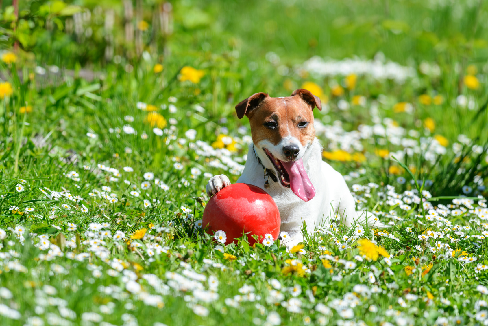 犬にも花粉症ってあるの？