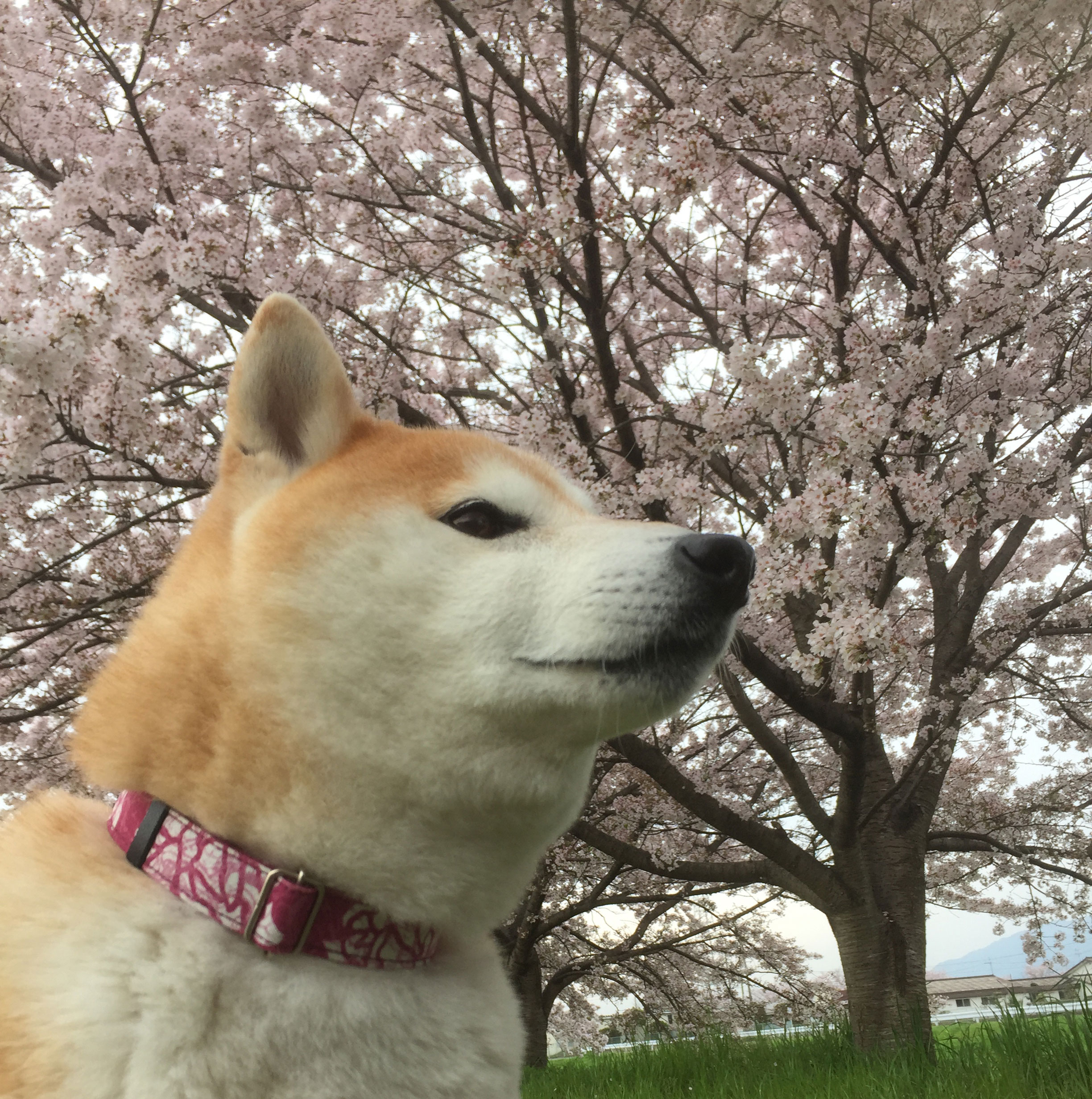 愛犬とお花見をしたい♪おすすめお花見スポット！関東編