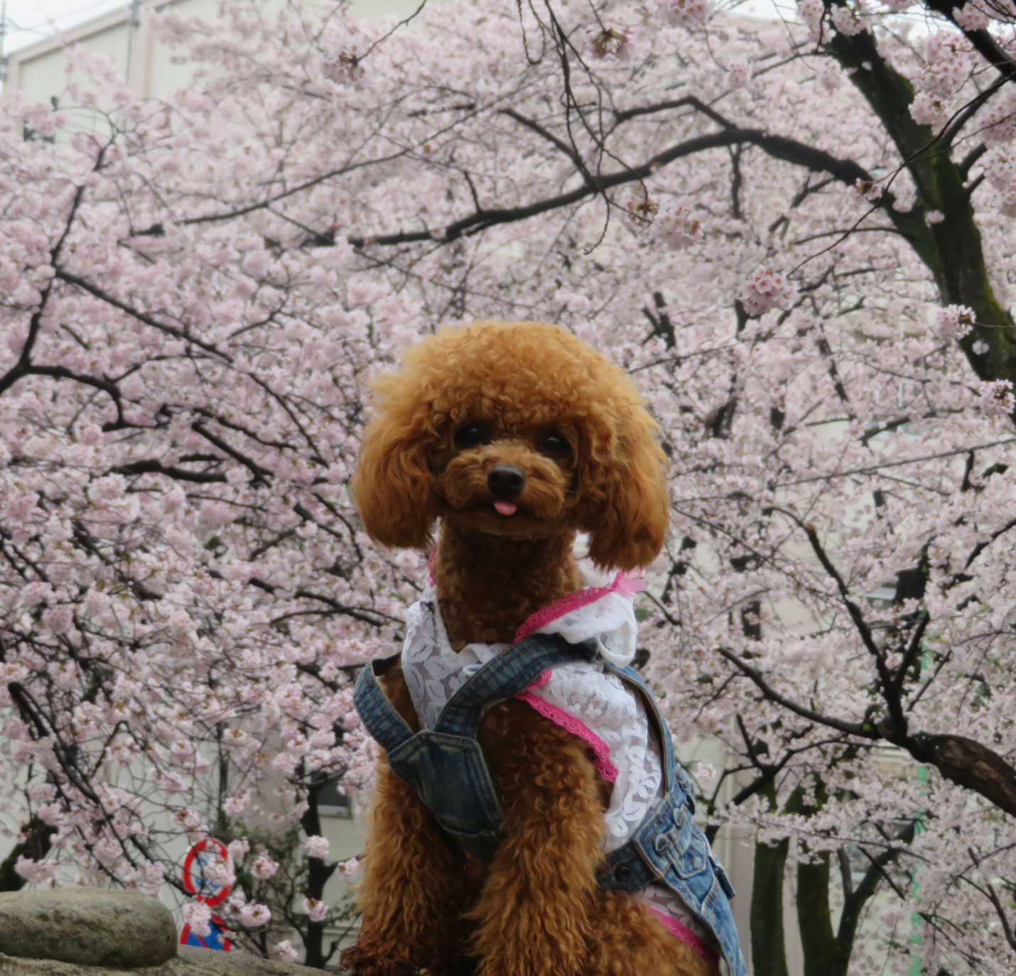 愛犬とお花見をしたい♪おすすめお花見スポット！関西編