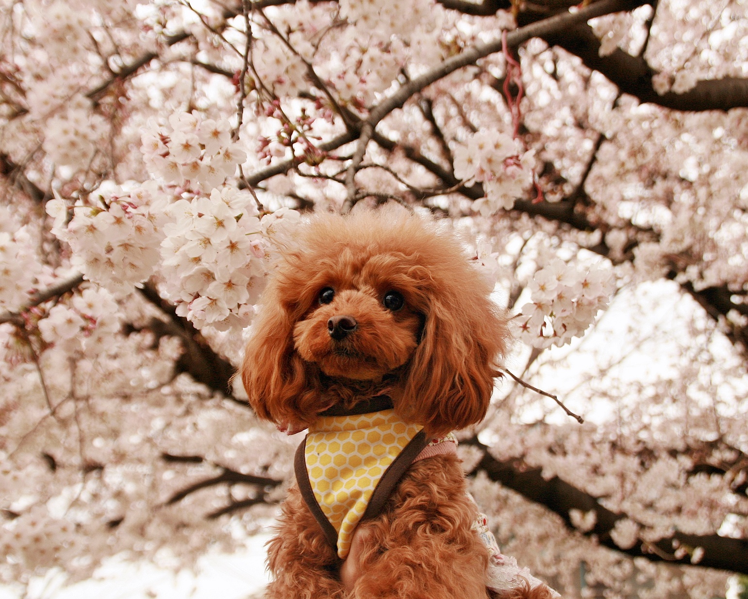 愛犬とお花見をしたい おすすめお花見スポット 関東編 東京23区 ペットタイムズ