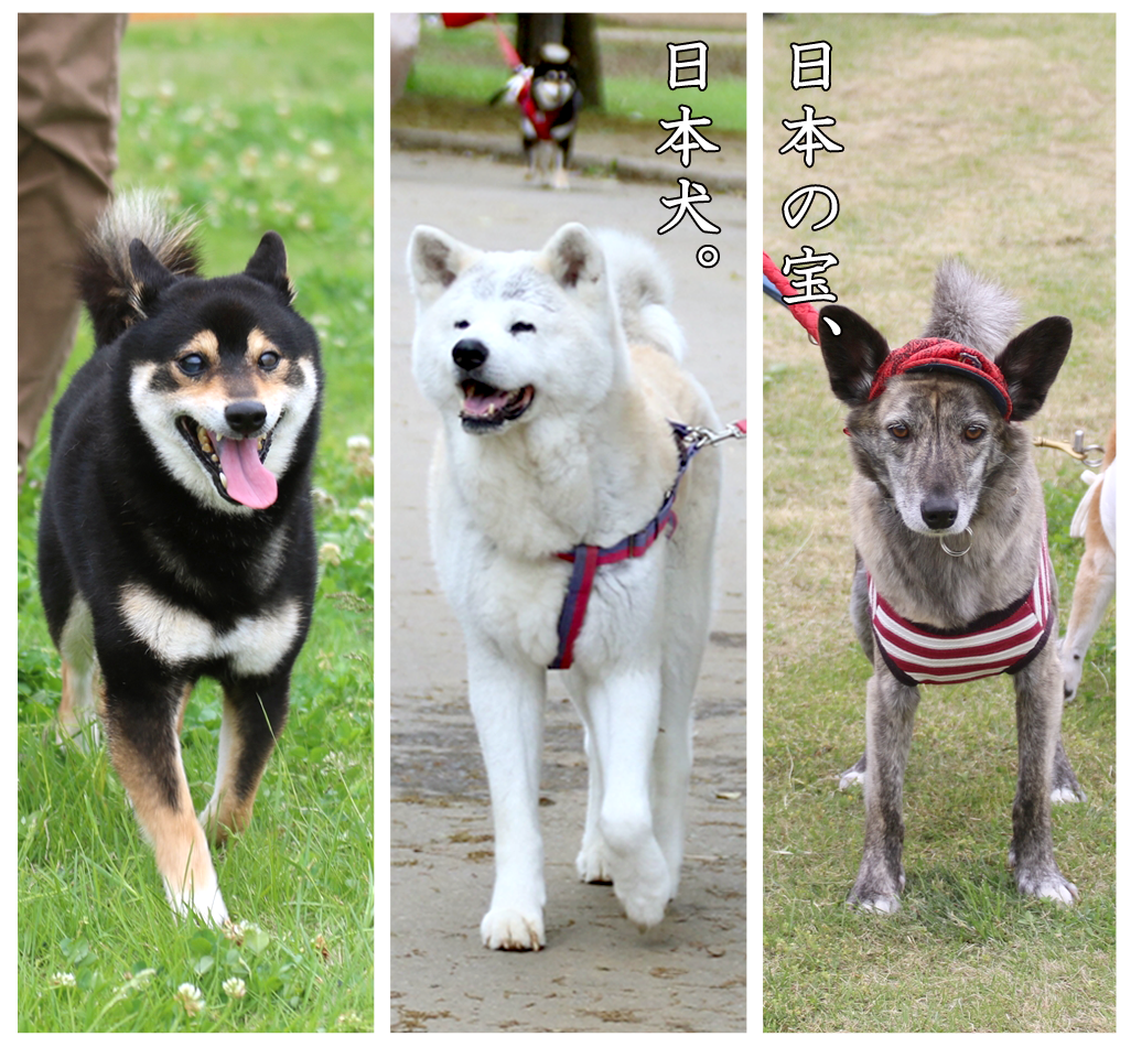 【イベント情報】日本犬祭2018～NIPPON DOGS CARNIVAL 2018～