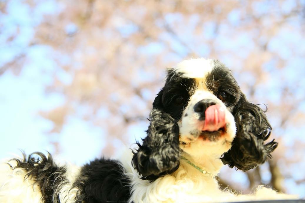 GW(ゴールデンウィーク)に愛犬と一緒に旅行に行きたい！京都編