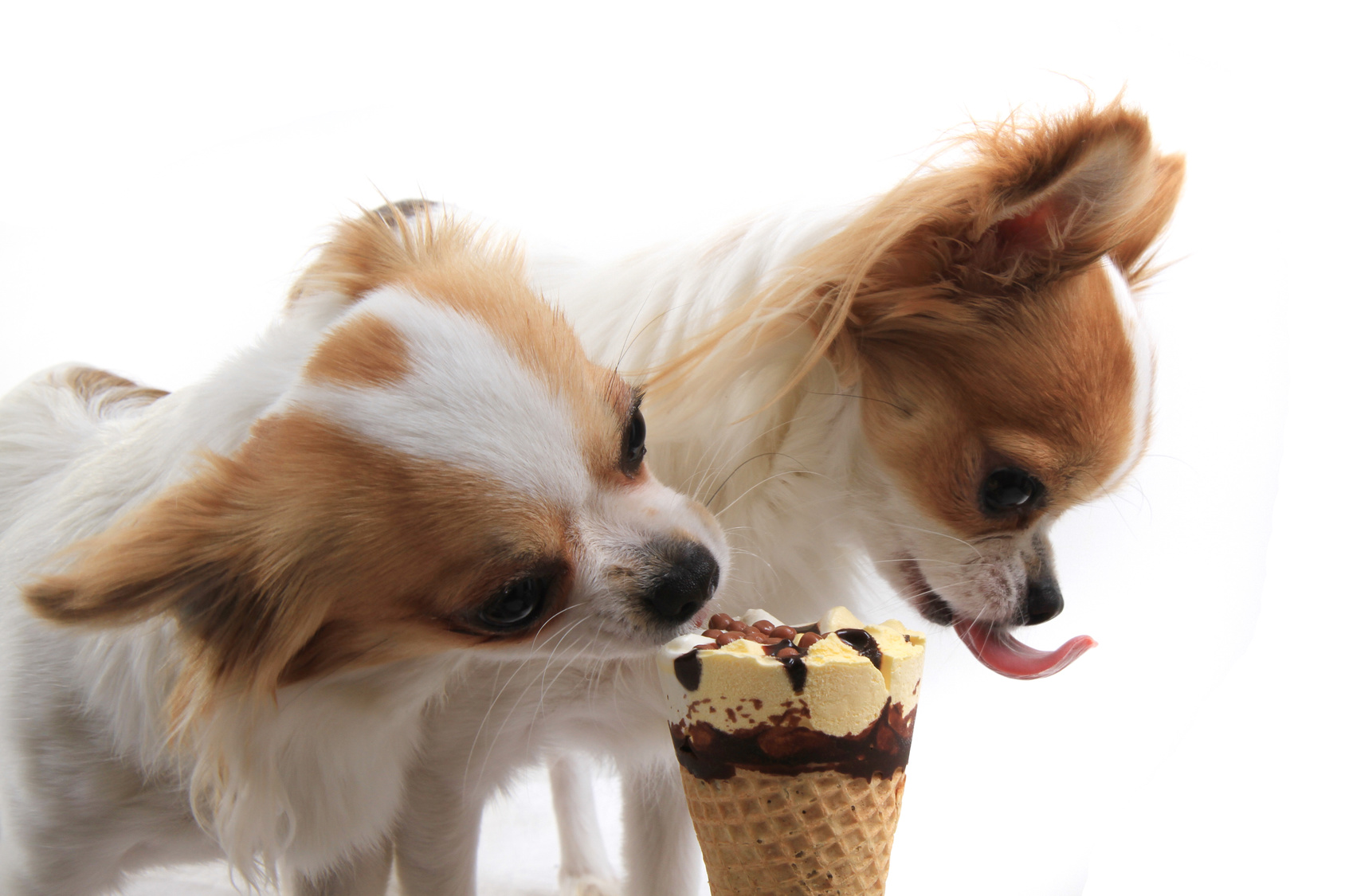 5月9日はアイスクリームの日♪アイスクリームは愛犬には絶対NG！その理由とは？