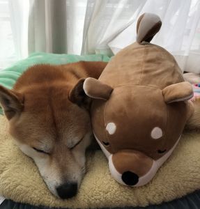 雨の日は愛犬もぐったり それは脳のホルモンが関係していたことが判明 ペットタイムズ