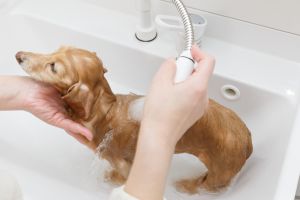 自宅で愛犬をシャンプーをするためのコツとポイント ちょっとした工夫でサラサラふわふわに ペットタイムズ