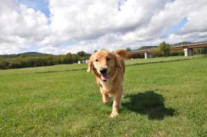 泳ぐことが好きな犬はどんな犬種 ペットタイムズ