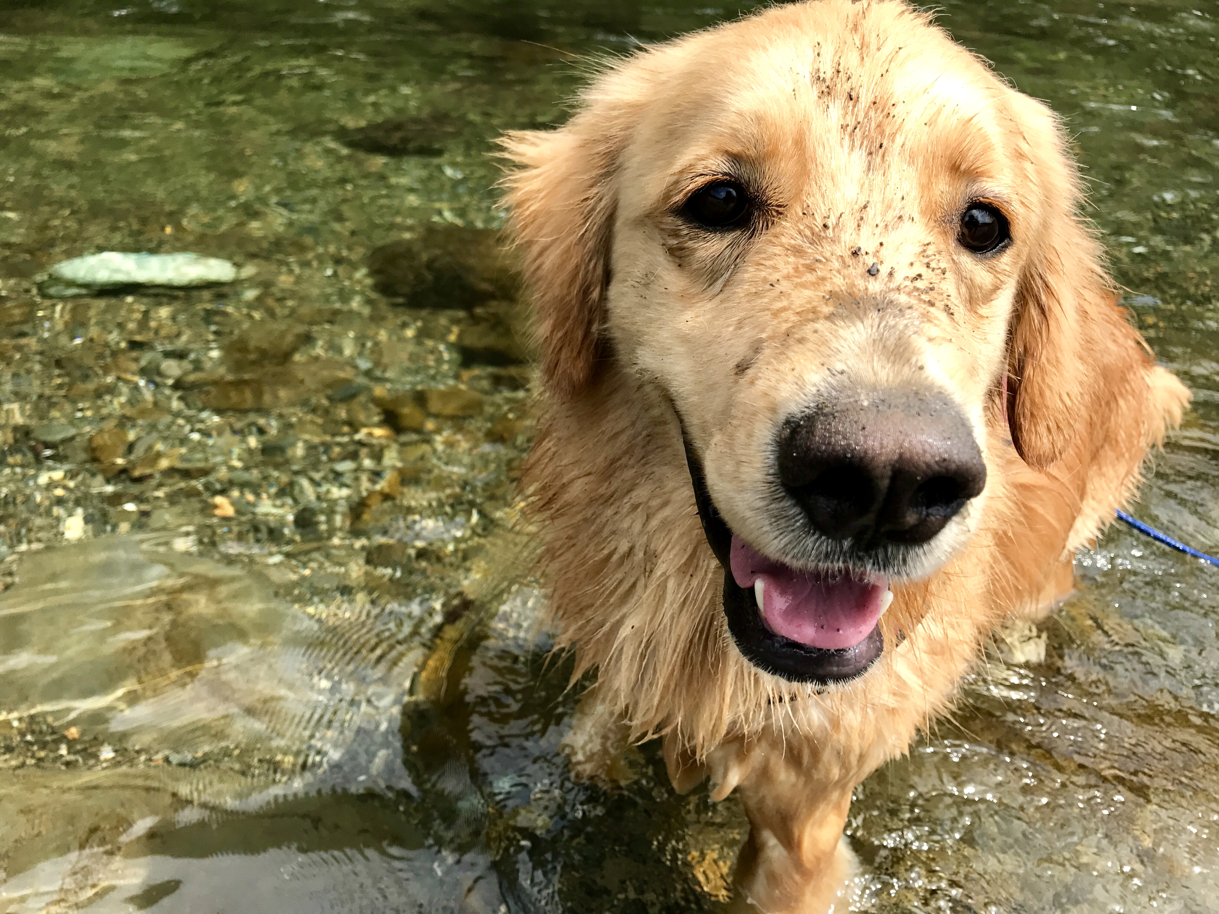 泳ぐことが好きな犬はどんな犬種？