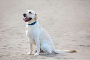 泳ぐことが好きな犬はどんな犬種 ペットタイムズ