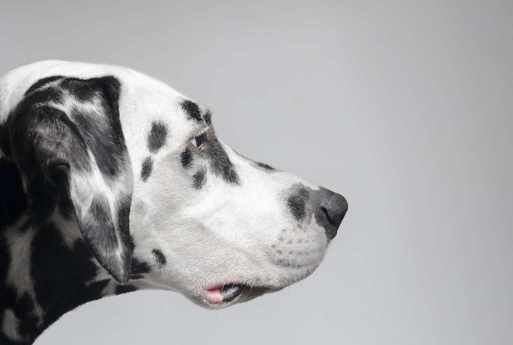 犬は嗅覚によって相手の情報を得ている
