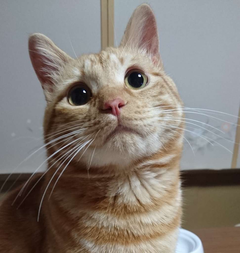 8月8日は世界猫の日☆100均の夏猫グッズを持って出かけよう！ 【100円のチカラ】100円ショップ FLET’S（フレッツ）・百圓領事館