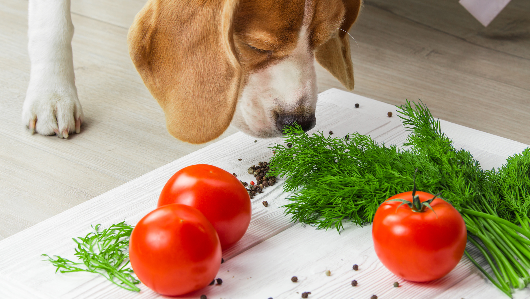 本日8月31日は野菜の日！愛犬に野菜を与える3つのメリットとあげてはいけない5つの野菜