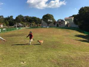 愛知県のおすすめおでかけスポット リトルワールドで 愛犬と世界旅行気分を味わおう ペットタイムズ