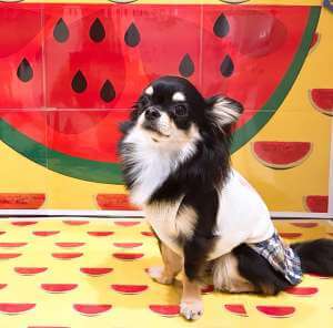 小型犬にお散歩が必要ないは嘘 お散歩がもたらす効果とお散歩をする必要性 ペットタイムズ