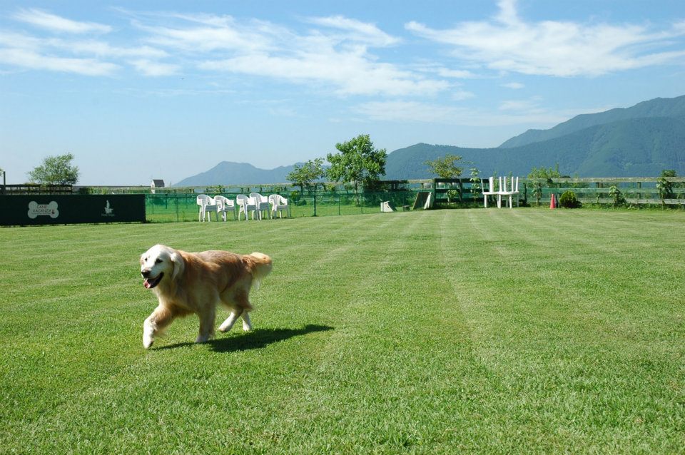 静岡県のおすすめお出かけスポット 愛犬と朝霧フィールドドッグガーデンに行こう ペットタイムズ