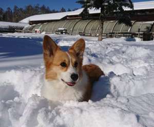 愛犬と行く 中部の雪遊びができるドッグラン お出かけスポット8選 ペットタイムズ