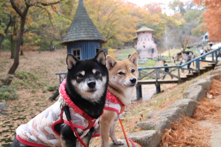 愛犬大歓迎のインスタ映えスポット 埼玉県のトーベヤンソンあけぼの子どもの森公園に行こう ペットタイムズ