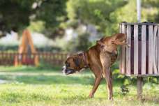 犬が遠吠えするのはなぜ 実はこんな気持ちで遠吠えをしていた ペットタイムズ