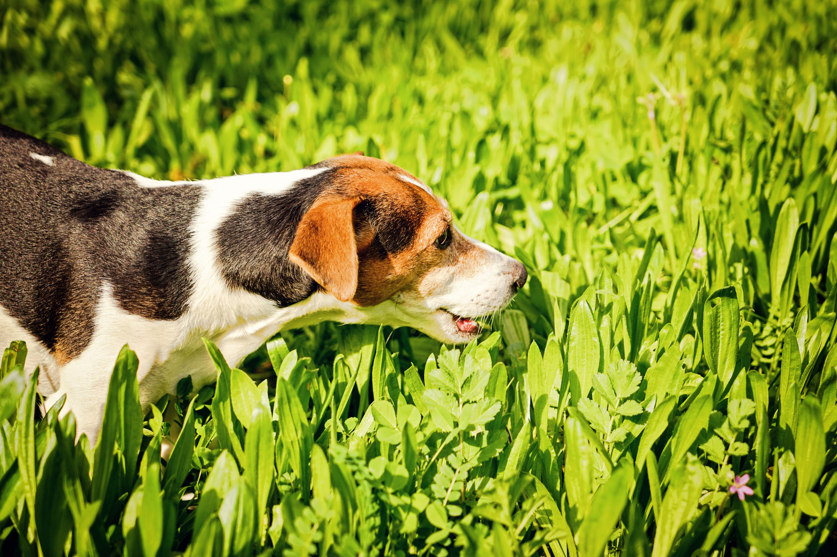 愛犬が散歩中に草を食べるのはなぜ？草を食べたがる2つの理由とやめさせる方法