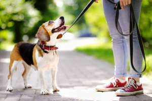 一人暮らしで犬を飼うということのリスクと覚悟 ペットタイムズ