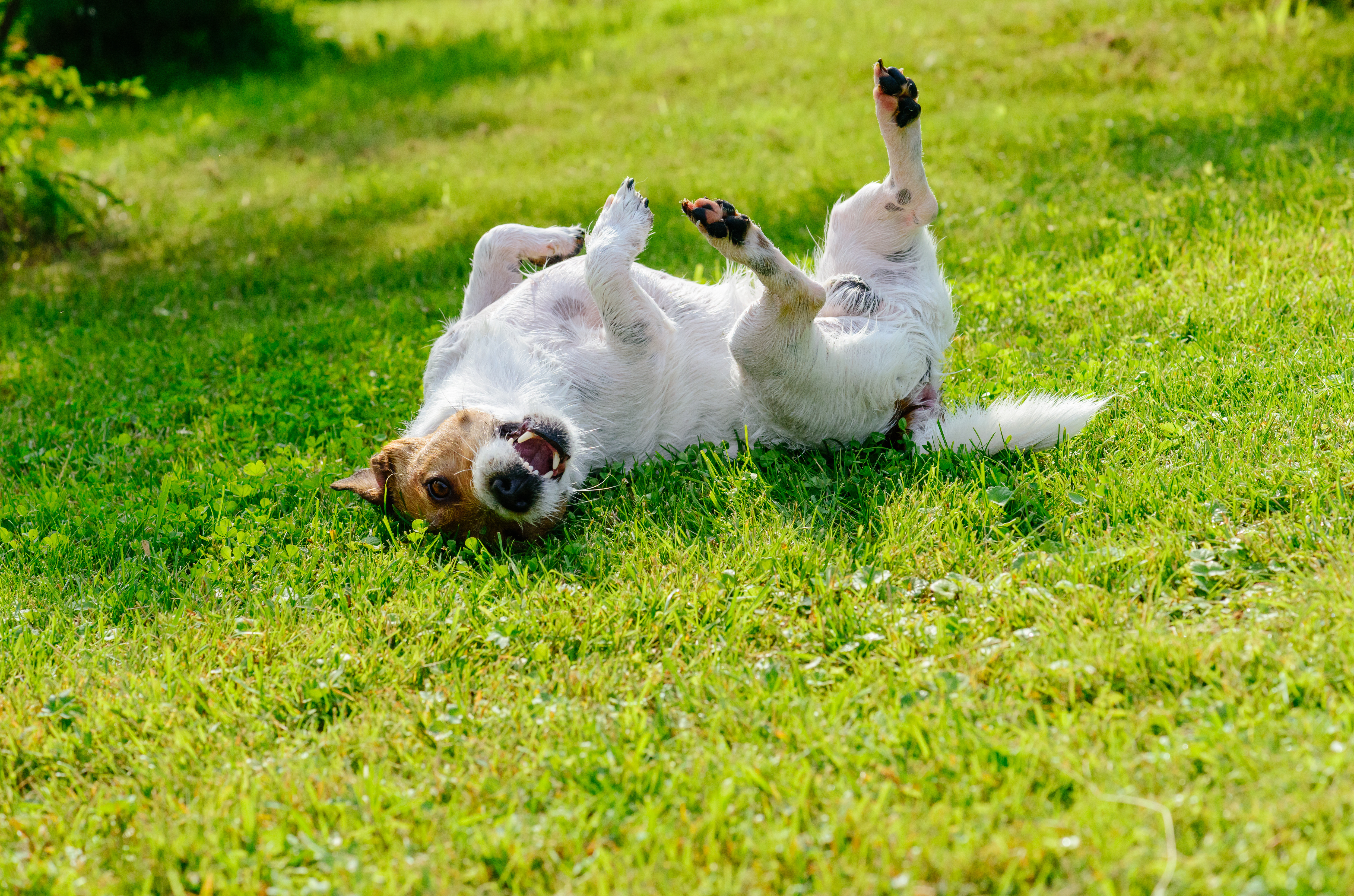 愛犬が地面や気になるものに体をすりすり…ついつい体をこすりつけてしまう5つの理由