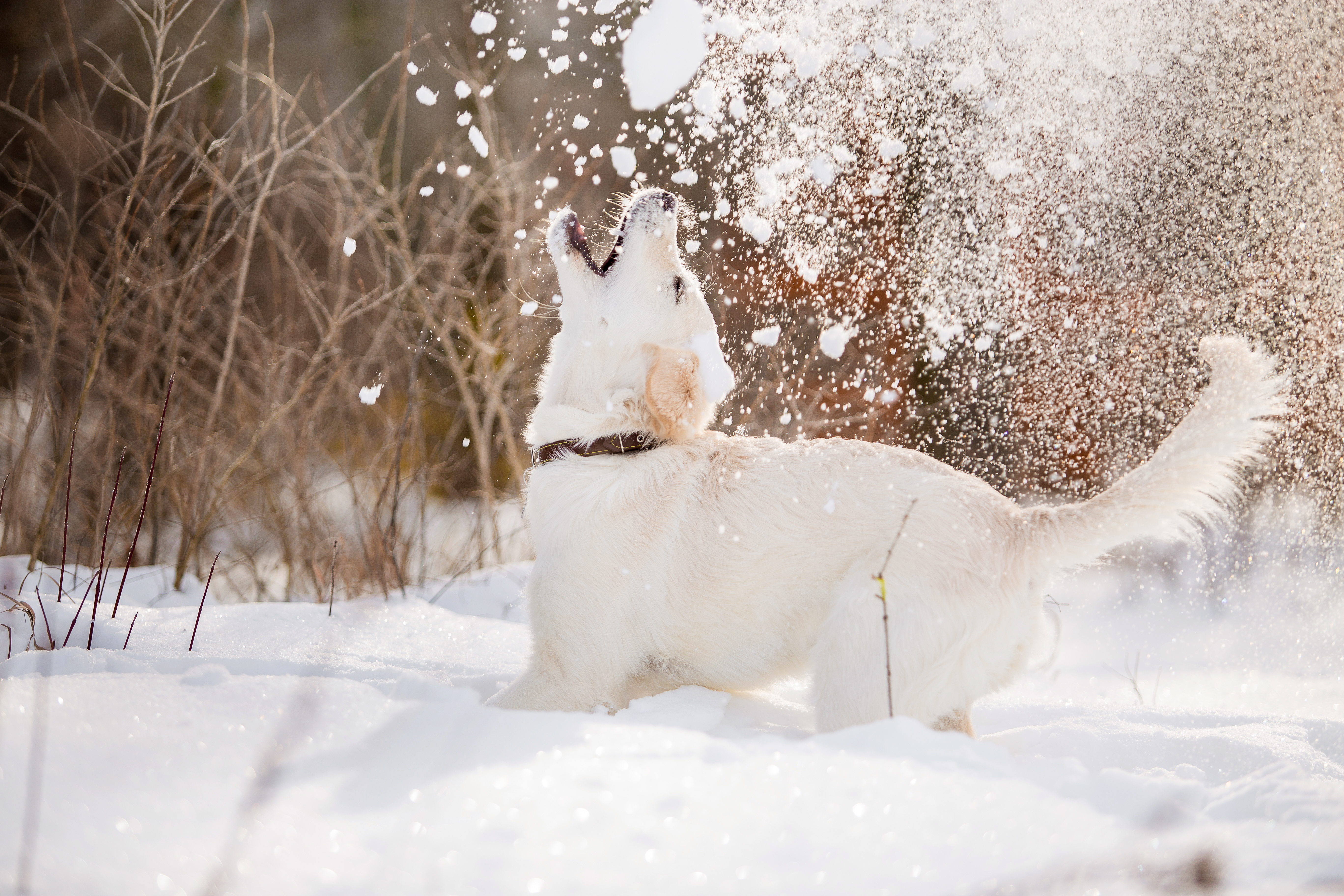 愛犬との雪遊び♪雪遊びのときに気を付けたい3つのポイント