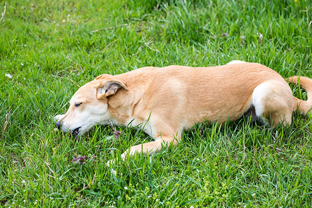 愛犬が散歩中に草を食べるのはなぜ 草を食べたがる2つの理由とやめさせる方法 ペットタイムズ