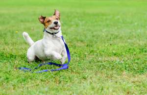 愛犬が他のわんちゃんに吠えちゃう これってどうにかできないの ペットタイムズ