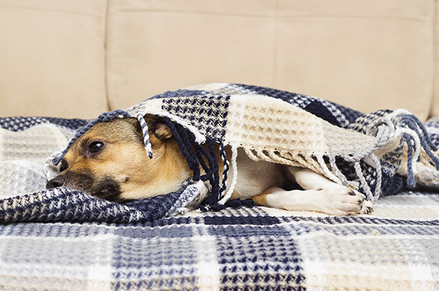 犬も風邪をひくことってあるの 犬風邪の症状と予防方法とは ペットタイムズ