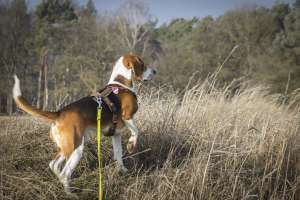 愛犬が前足をあげているときはどんな気持ち なんで前足をあげるの ペットタイムズ