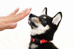 一人暮らしで犬を飼うということのリスクと覚悟 ペットタイムズ