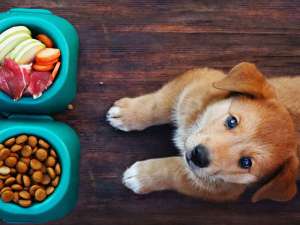 食中毒予防に最適 犬はしそ 大葉 を食べても大丈夫 ペットタイムズ