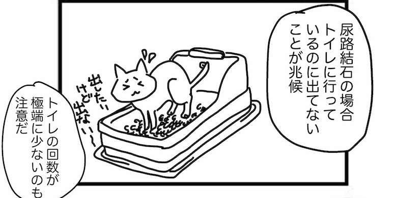 猫の尿路結石はトイレに行っているのに出てないことが兆候